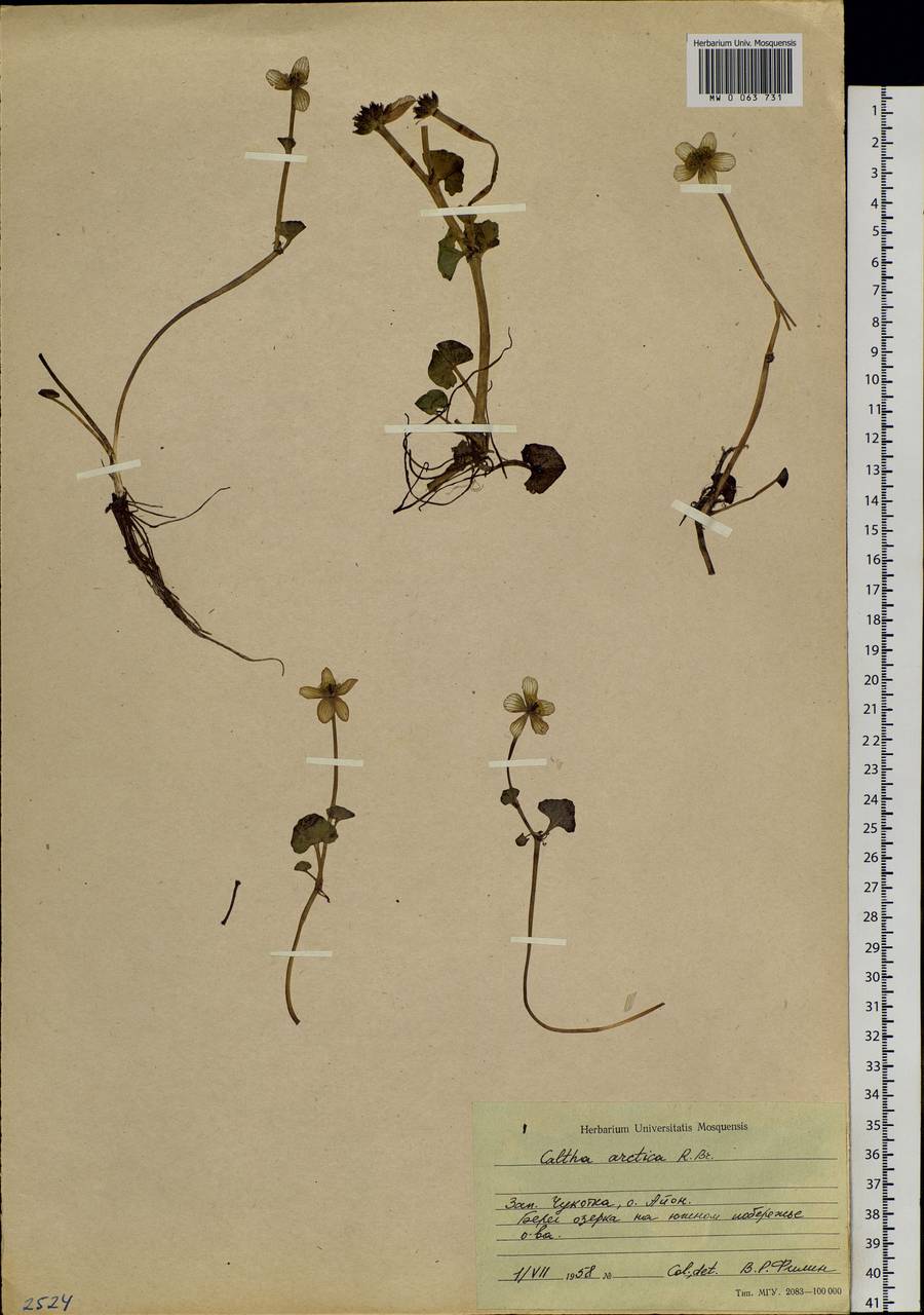 Caltha palustris var. radicans (T. F. Forst.) Beck, Siberia, Chukotka & Kamchatka (S7) (Russia)