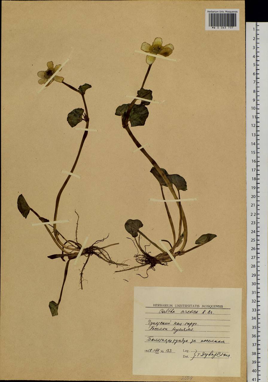 Caltha palustris var. radicans (T. F. Forst.) Beck, Siberia, Chukotka & Kamchatka (S7) (Russia)