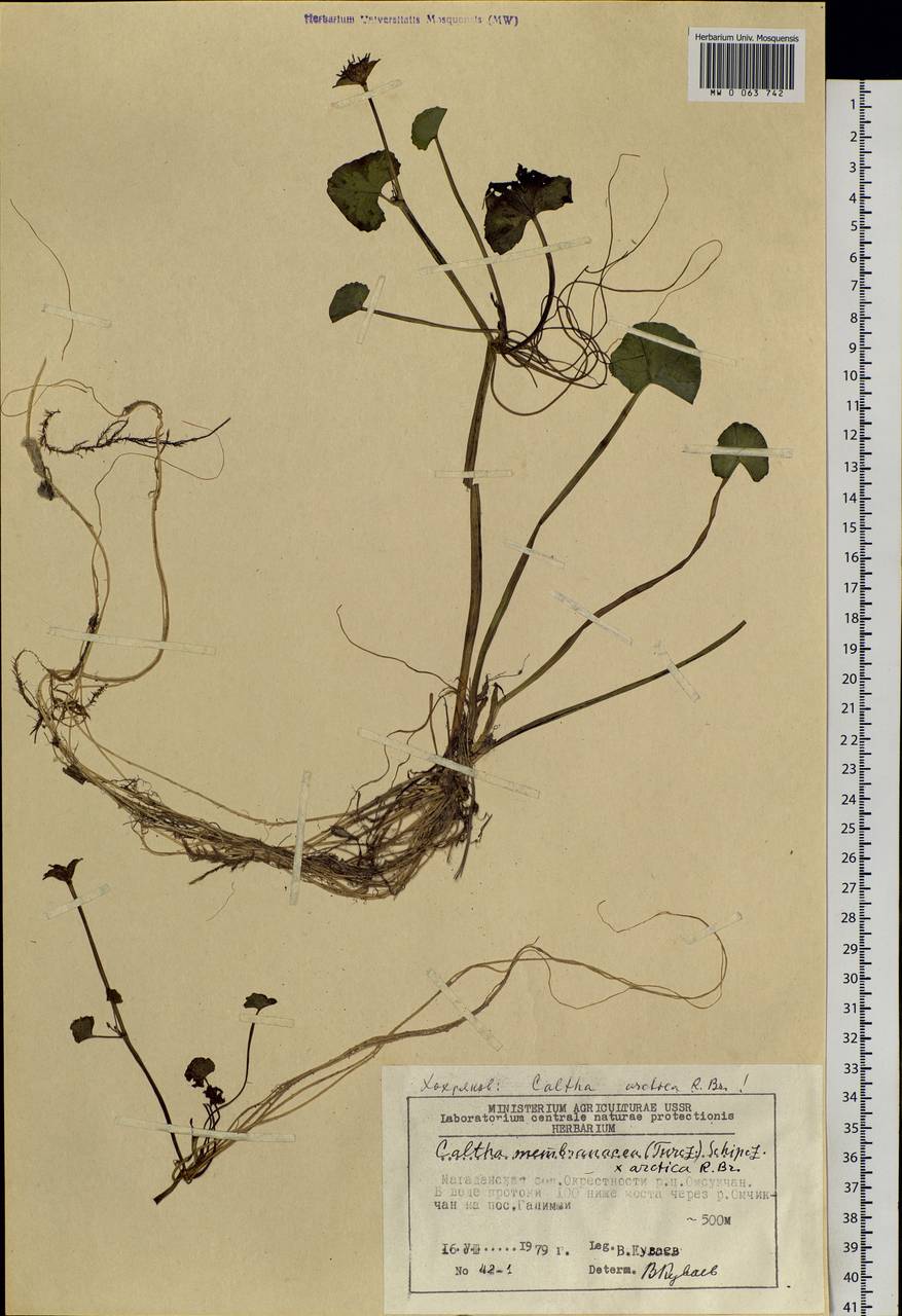 Caltha palustris var. radicans (T. F. Forst.) Beck, Siberia, Chukotka & Kamchatka (S7) (Russia)