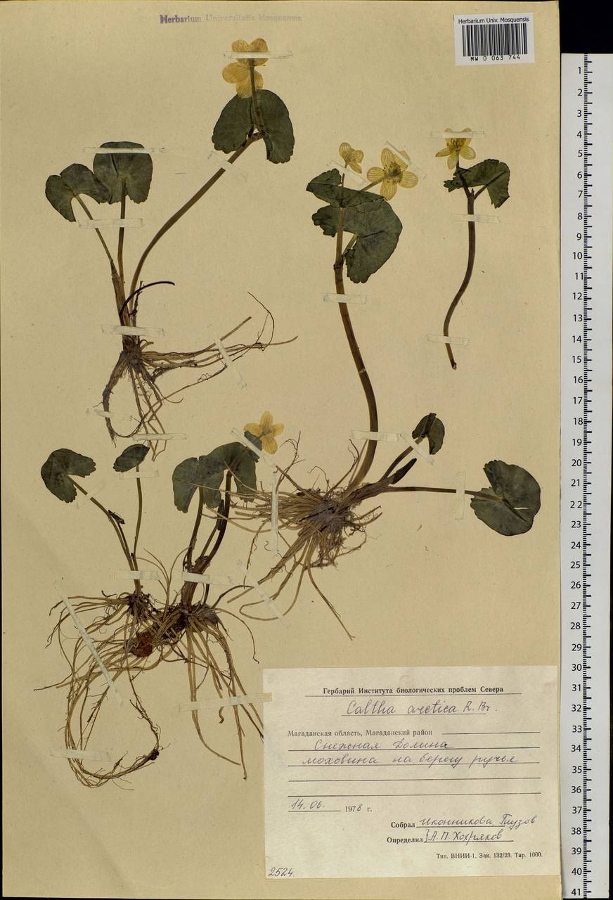 Caltha palustris var. radicans (T.F.Forst.) Beck, Siberia, Chukotka & Kamchatka (S7) (Russia)