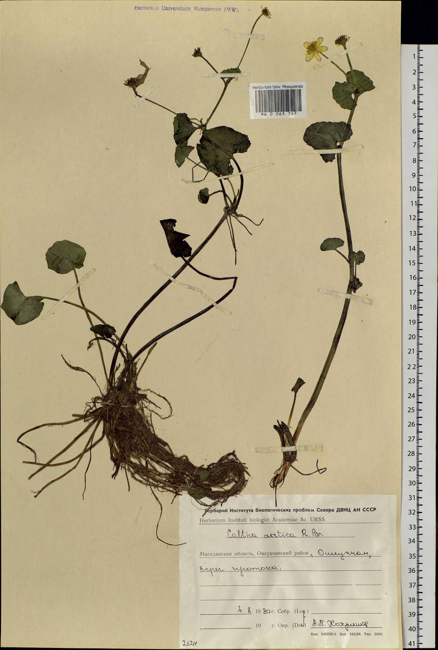 Caltha palustris var. radicans (T. F. Forst.) Beck, Siberia, Chukotka & Kamchatka (S7) (Russia)