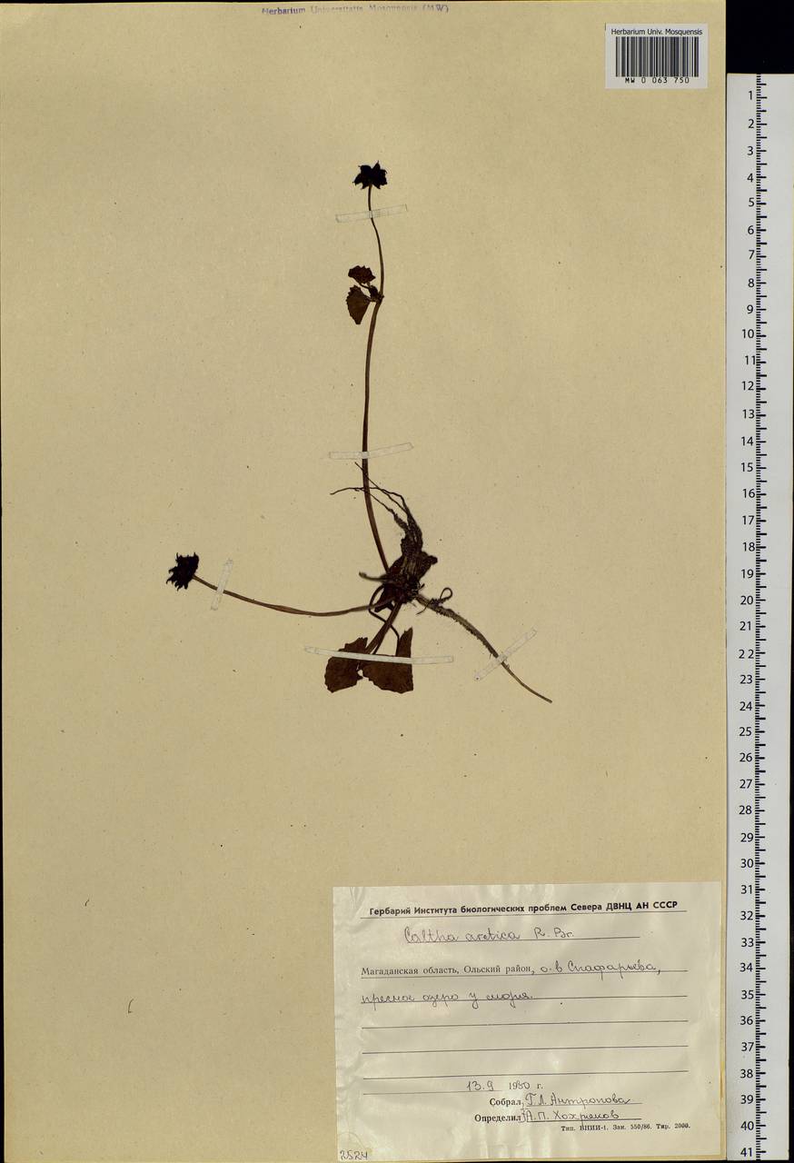 Caltha palustris var. radicans (T.F.Forst.) Beck, Siberia, Chukotka & Kamchatka (S7) (Russia)