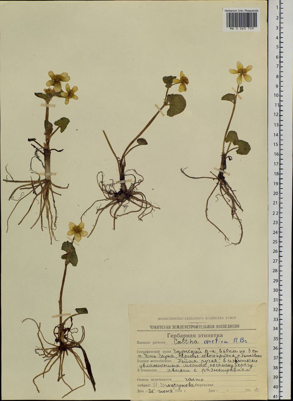 Caltha palustris var. radicans (T. F. Forst.) Beck, Siberia, Chukotka & Kamchatka (S7) (Russia)