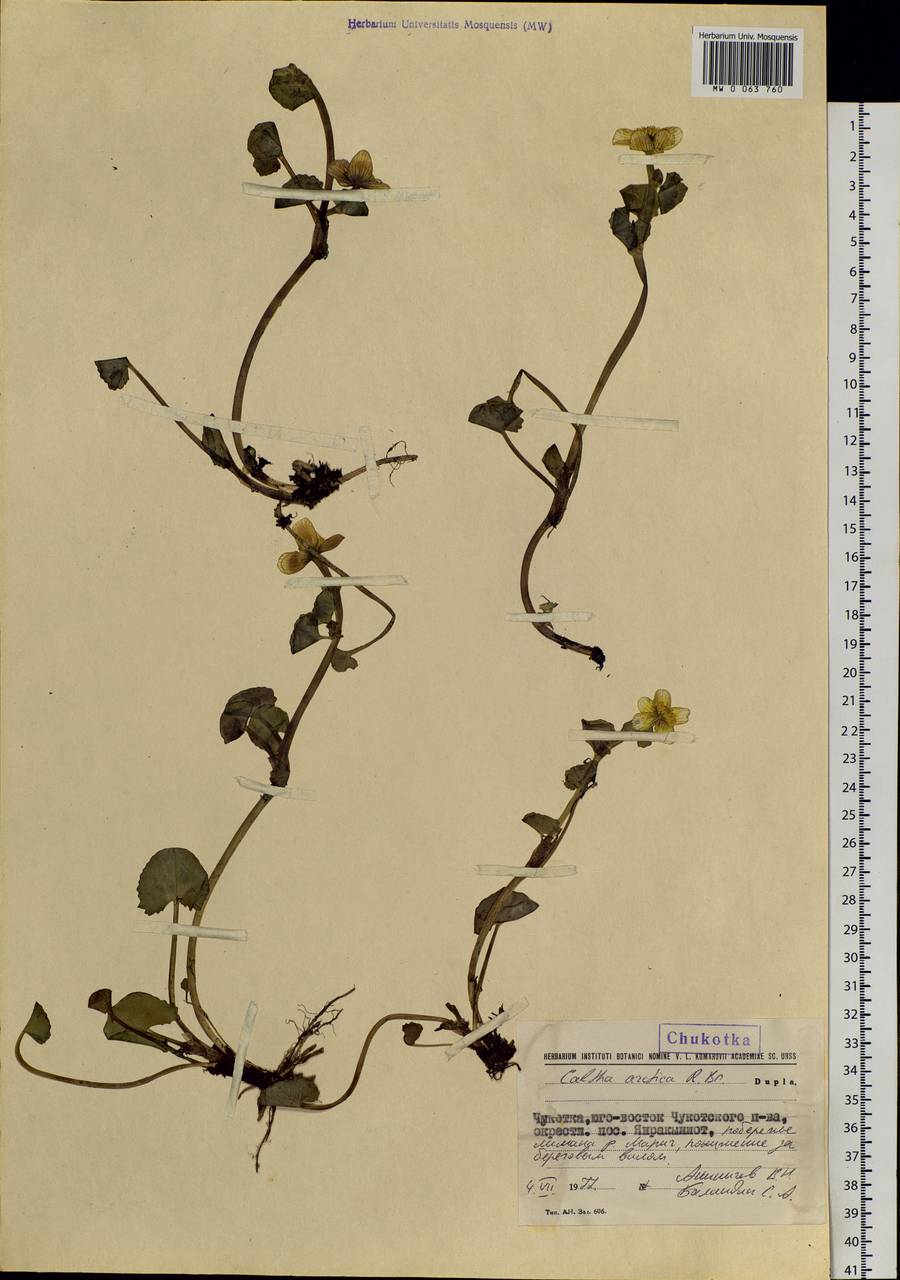 Caltha palustris var. radicans (T.F.Forst.) Beck, Siberia, Chukotka & Kamchatka (S7) (Russia)