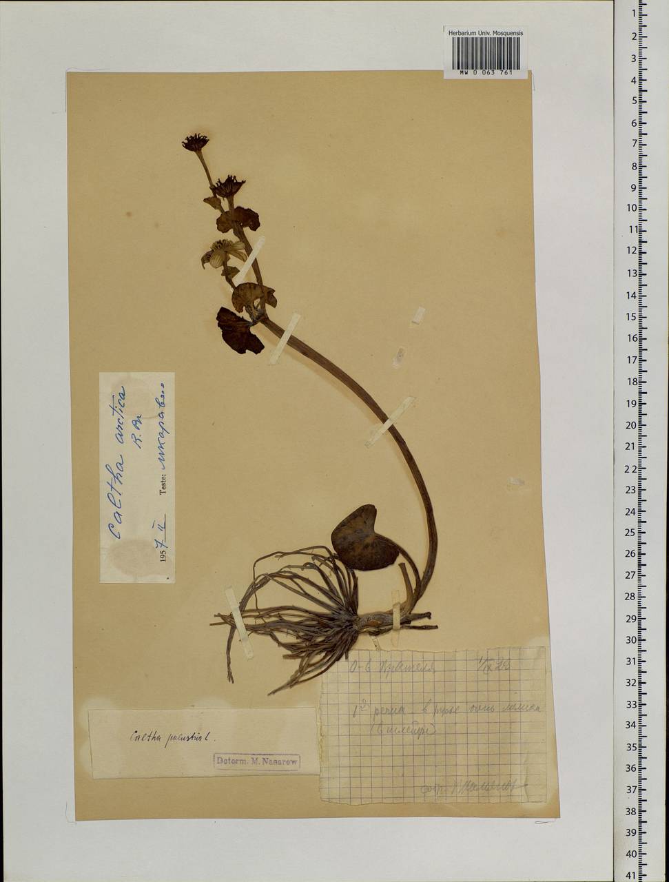 Caltha palustris var. radicans (T.F.Forst.) Beck, Siberia, Chukotka & Kamchatka (S7) (Russia)