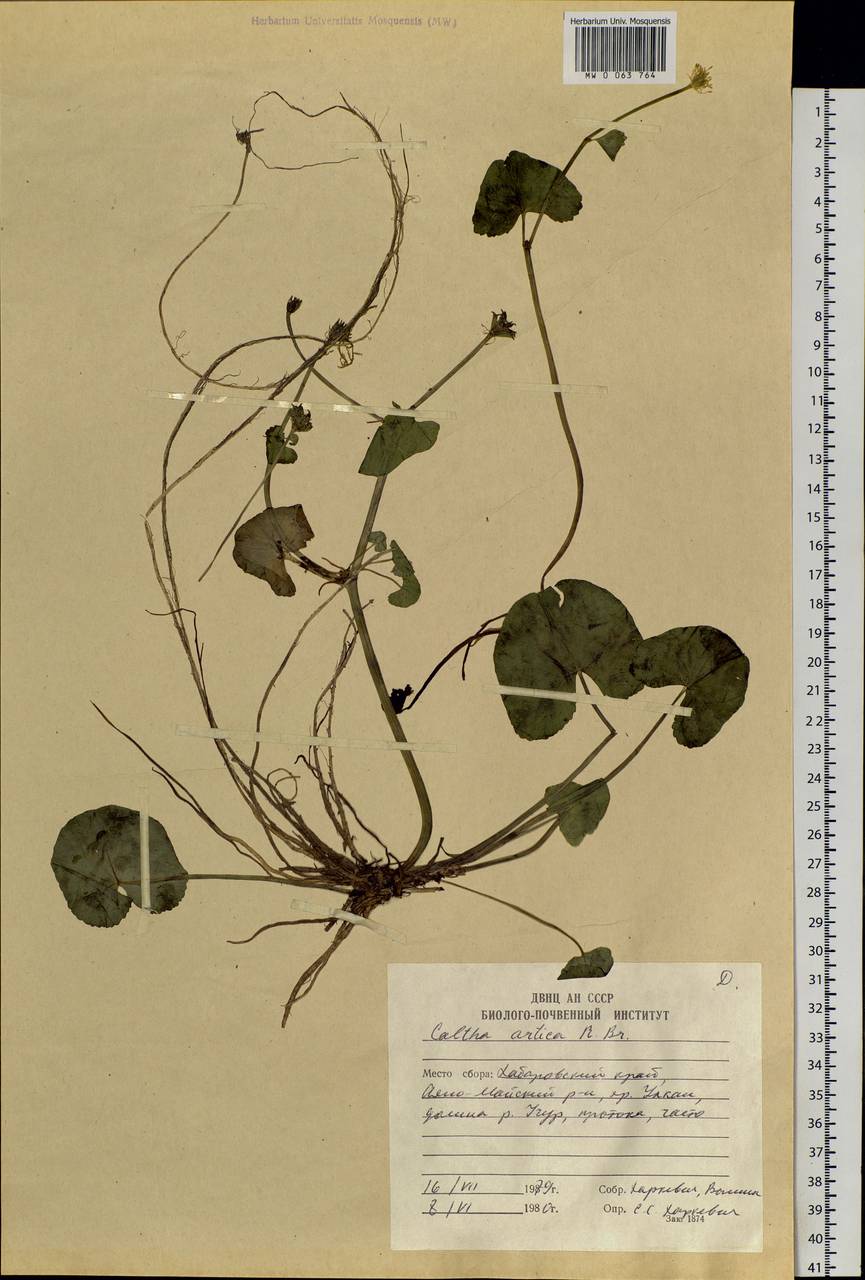 Caltha palustris var. radicans (T. F. Forst.) Beck, Siberia, Russian Far East (S6) (Russia)