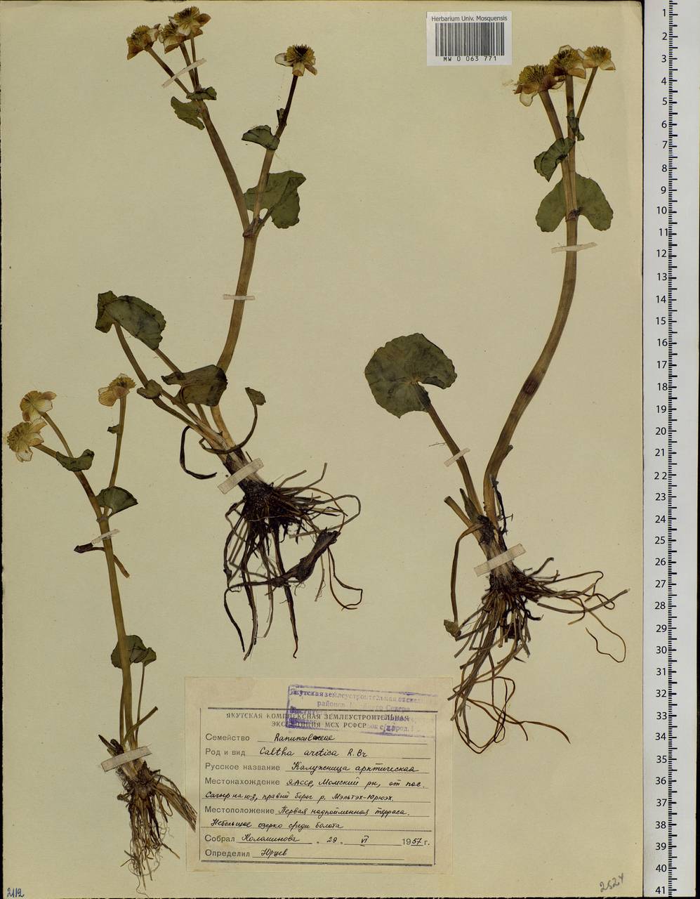 Caltha palustris var. radicans (T.F.Forst.) Beck, Siberia, Yakutia (S5) (Russia)