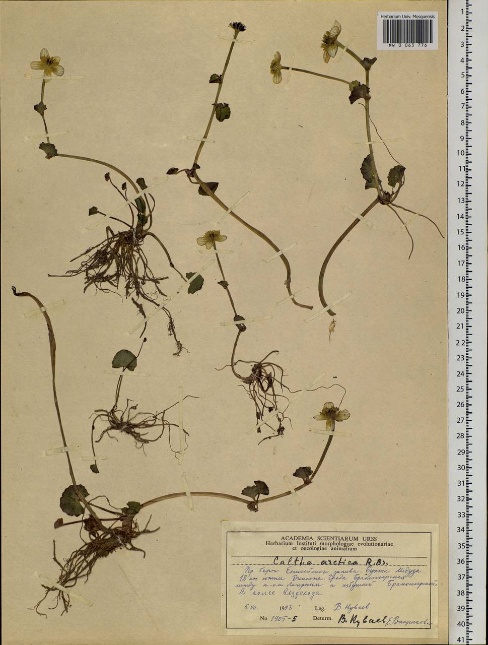 Caltha palustris var. radicans (T. F. Forst.) Beck, Siberia, Central Siberia (S3) (Russia)