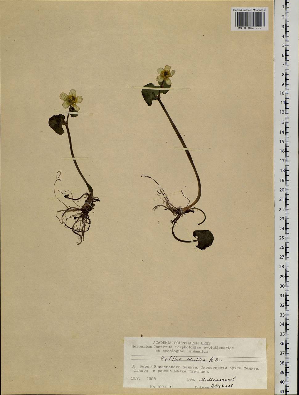 Caltha palustris var. radicans (T.F.Forst.) Beck, Siberia, Central Siberia (S3) (Russia)