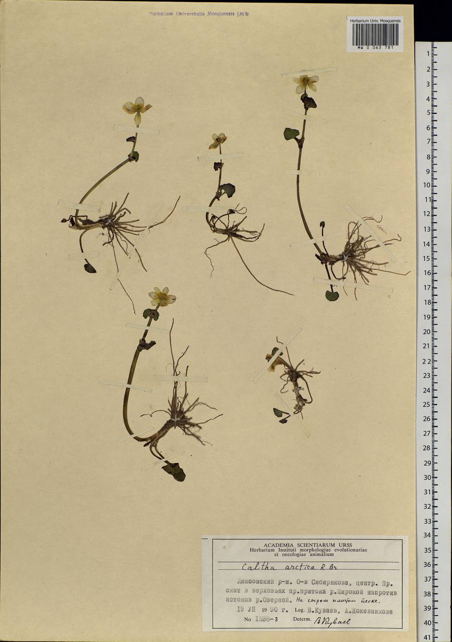 Caltha palustris var. radicans (T. F. Forst.) Beck, Siberia, Central Siberia (S3) (Russia)