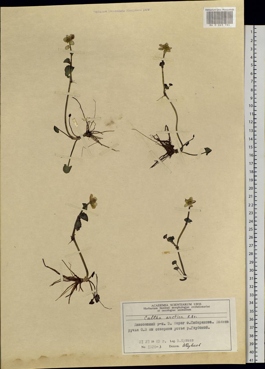 Caltha palustris var. radicans (T.F.Forst.) Beck, Siberia, Central Siberia (S3) (Russia)