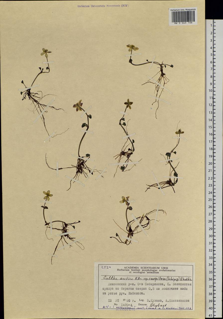 Caltha palustris var. radicans (T.F.Forst.) Beck, Siberia, Central Siberia (S3) (Russia)