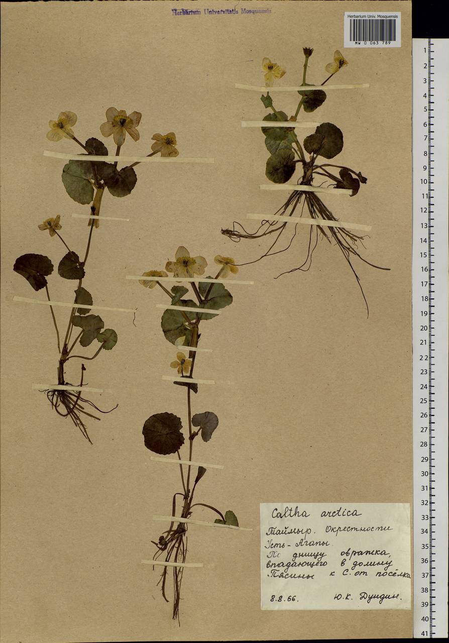 Caltha palustris var. radicans (T.F.Forst.) Beck, Siberia, Central Siberia (S3) (Russia)