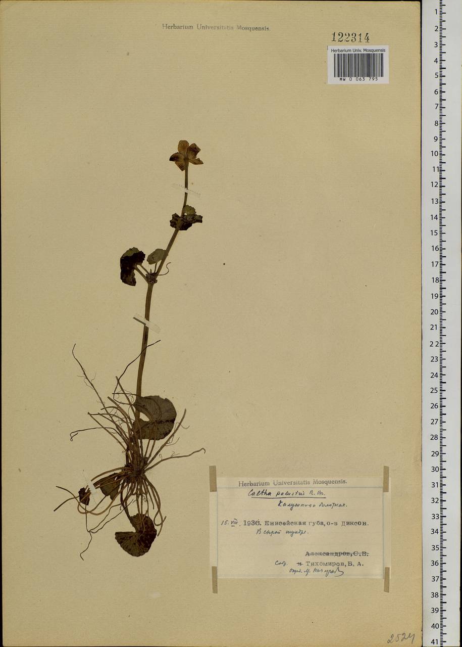 Caltha palustris var. radicans (T.F.Forst.) Beck, Siberia, Central Siberia (S3) (Russia)