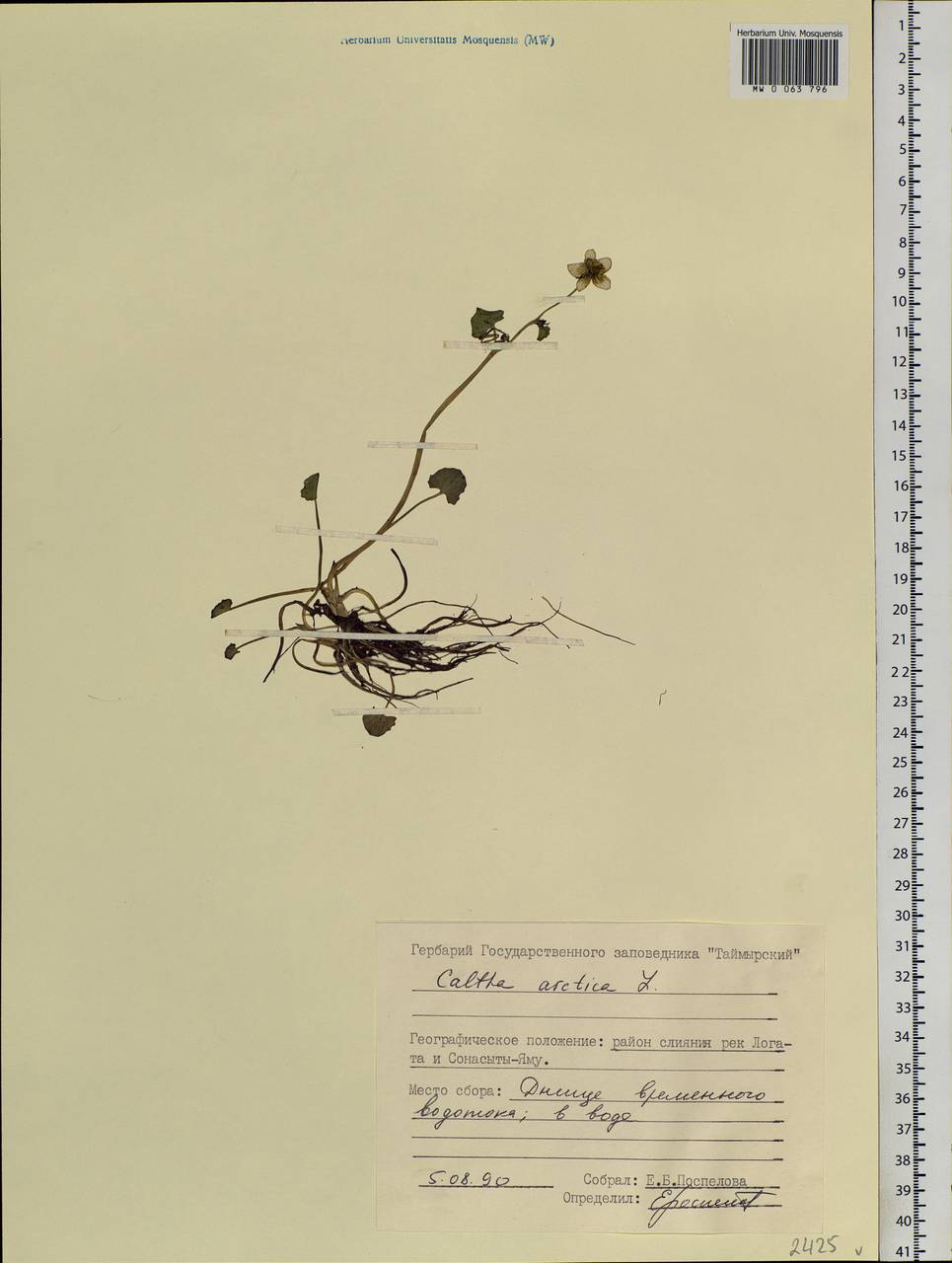 Caltha palustris var. radicans (T. F. Forst.) Beck, Siberia, Central Siberia (S3) (Russia)
