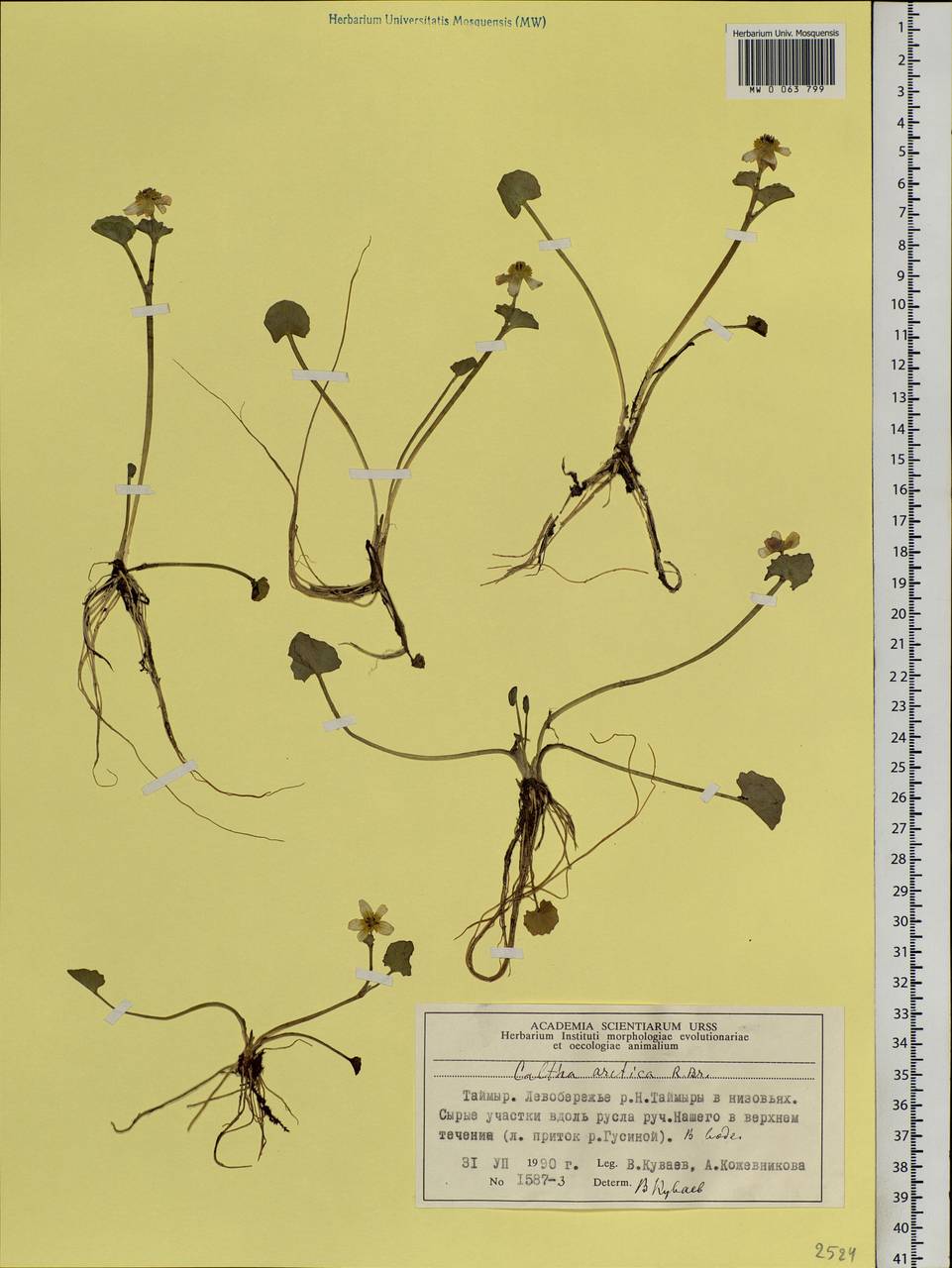 Caltha palustris var. radicans (T. F. Forst.) Beck, Siberia, Central Siberia (S3) (Russia)