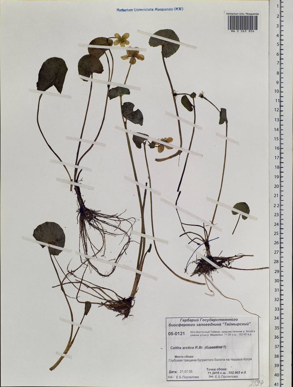 Caltha palustris var. radicans (T.F.Forst.) Beck, Siberia, Central Siberia (S3) (Russia)