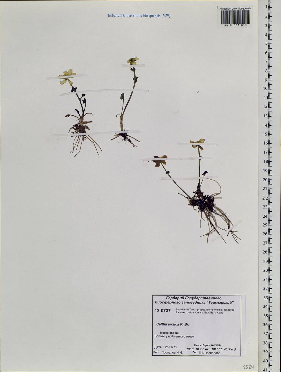 Caltha palustris var. radicans (T.F.Forst.) Beck, Siberia, Central Siberia (S3) (Russia)