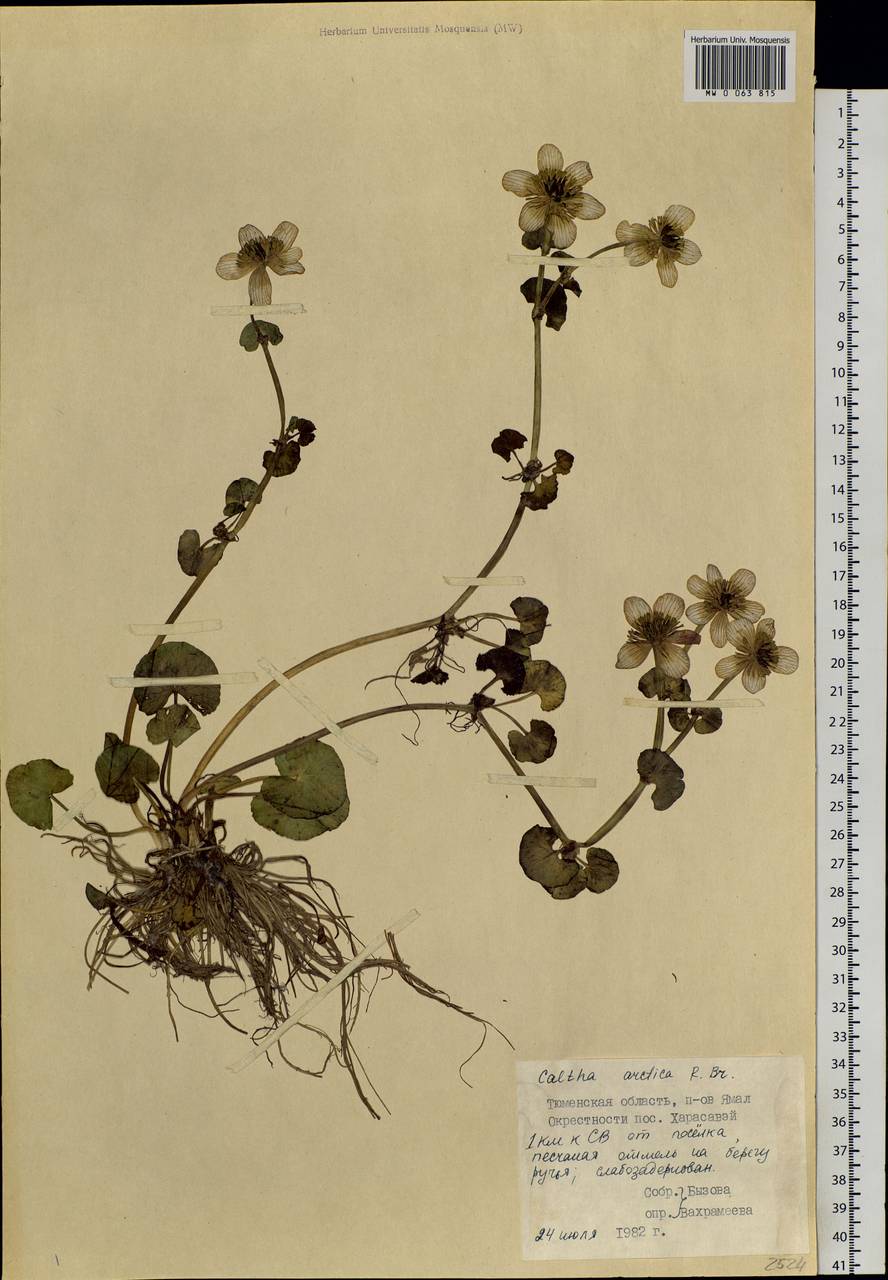 Caltha palustris var. radicans (T.F.Forst.) Beck, Siberia, Western Siberia (S1) (Russia)