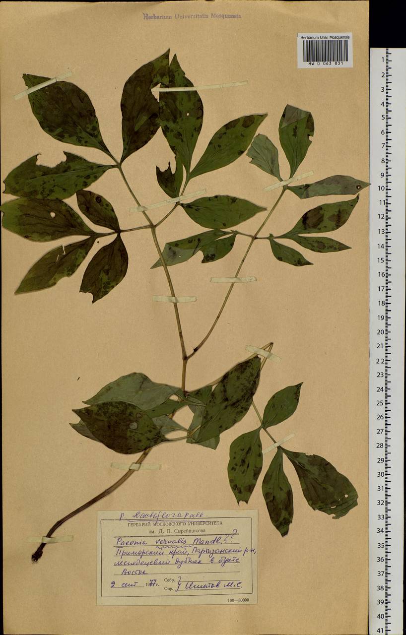 Paeonia obovata Maxim., Siberia, Russian Far East (S6) (Russia)