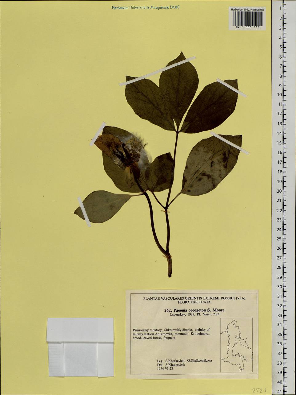 Paeonia obovata Maxim., Siberia, Russian Far East (S6) (Russia)