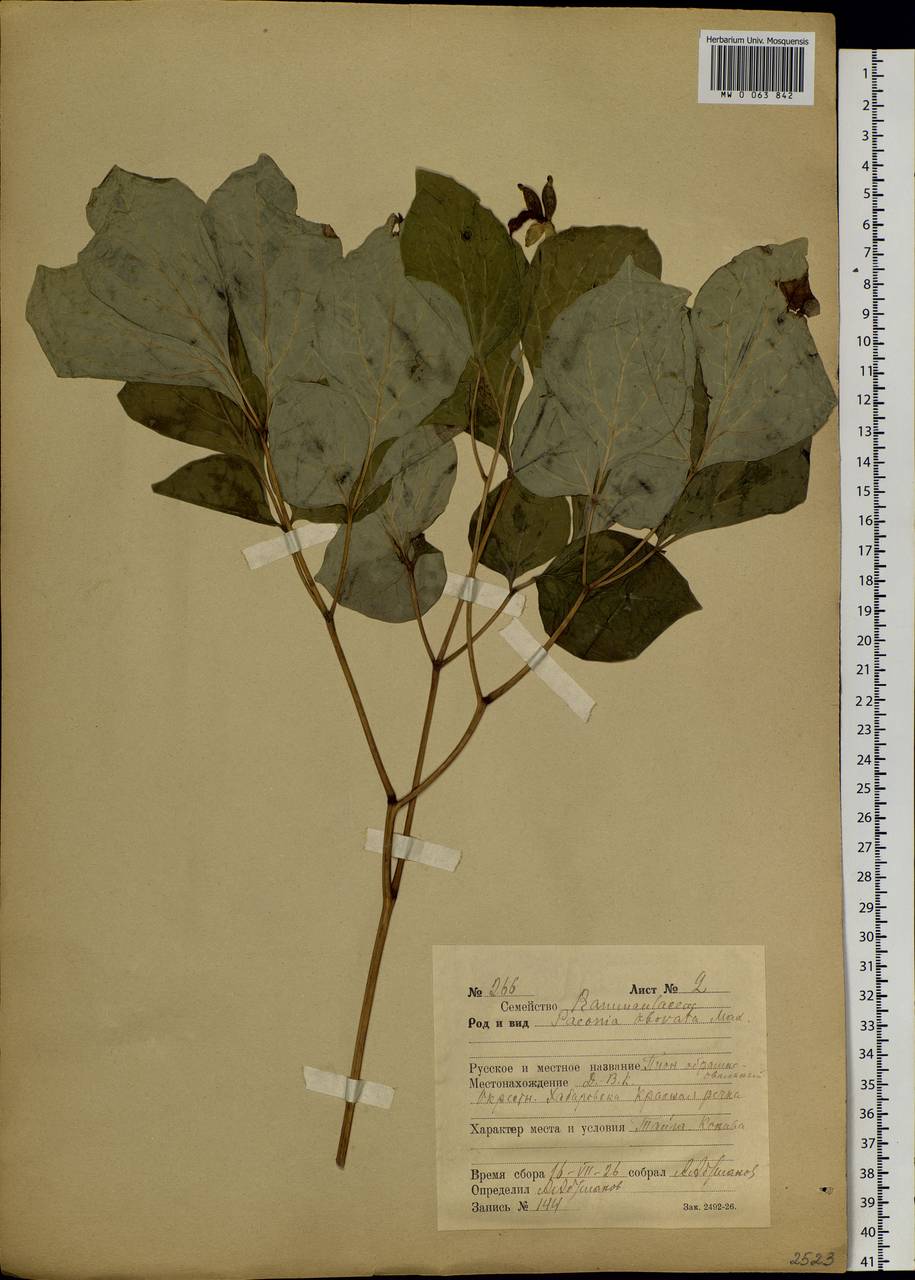 Paeonia obovata Maxim., Siberia, Russian Far East (S6) (Russia)