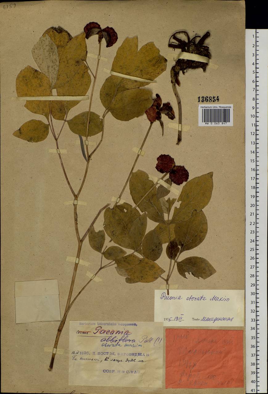 Paeonia obovata Maxim., Siberia, Russian Far East (S6) (Russia)