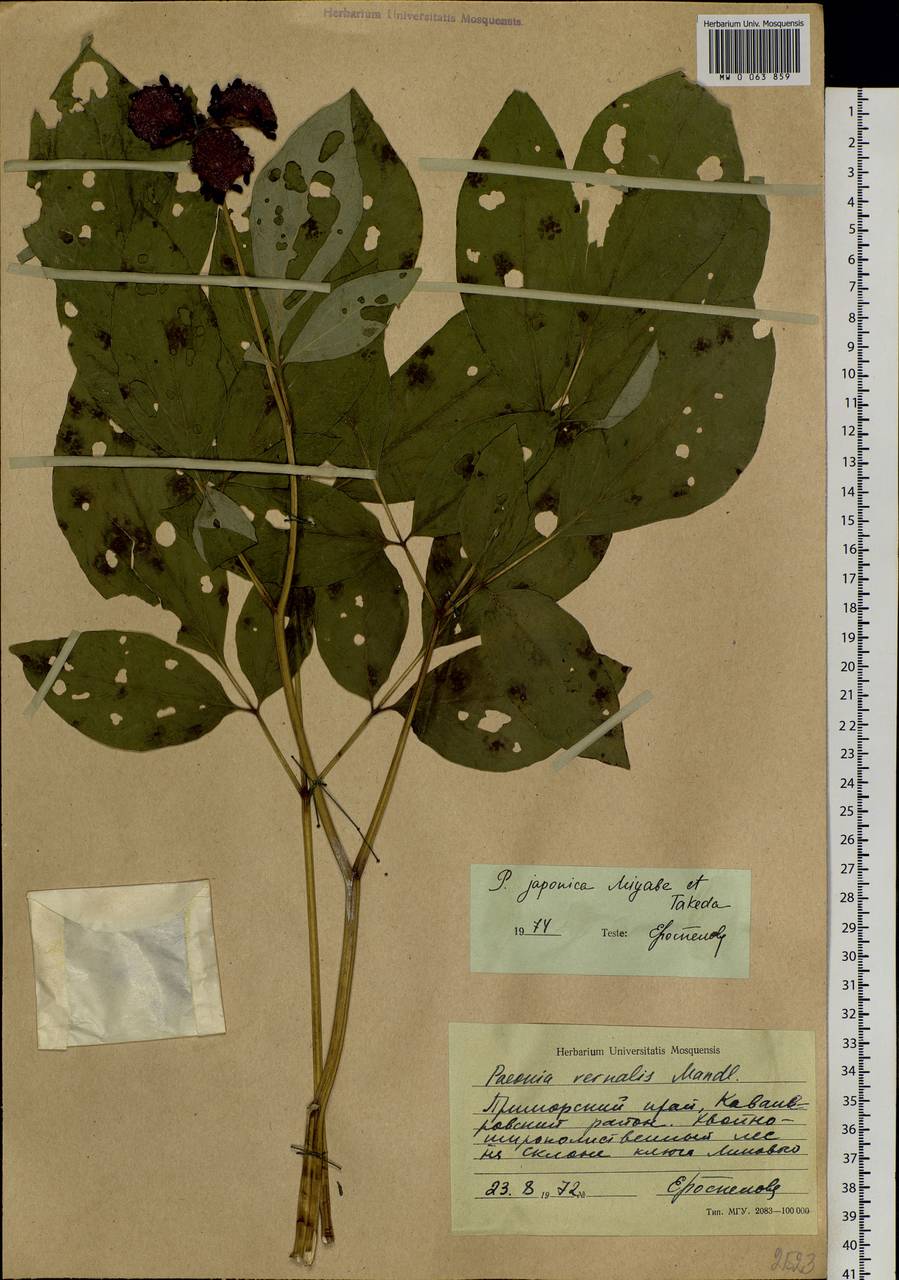 Paeonia obovata Maxim., Siberia, Russian Far East (S6) (Russia)