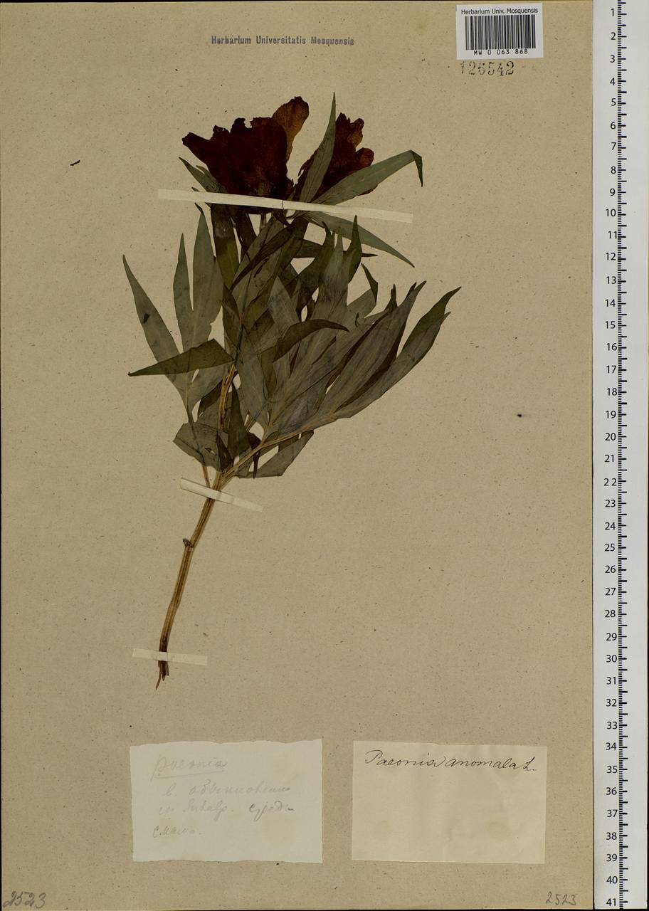 Paeonia anomala L., Siberia, Baikal & Transbaikal region (S4) (Russia)