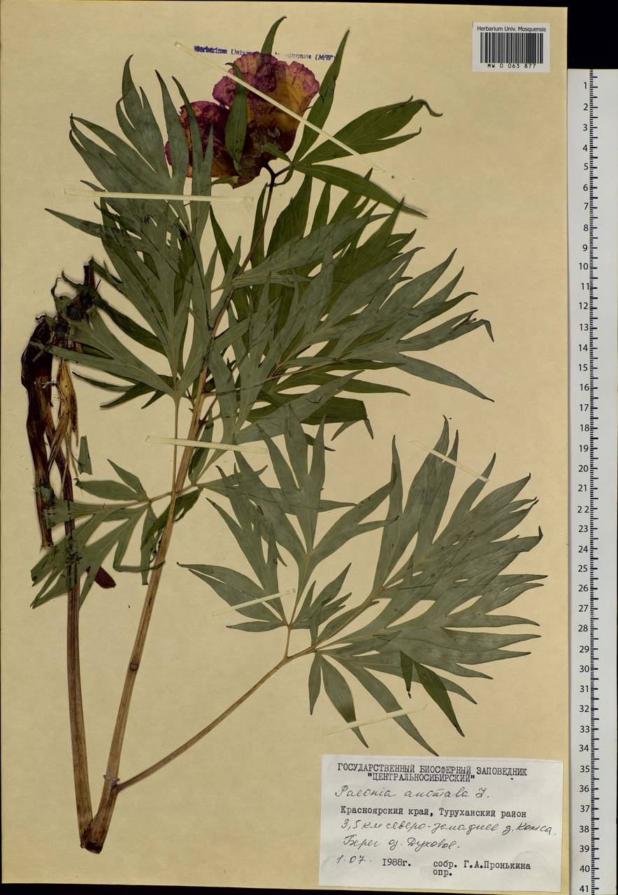 Paeonia anomala L., Siberia, Central Siberia (S3) (Russia)
