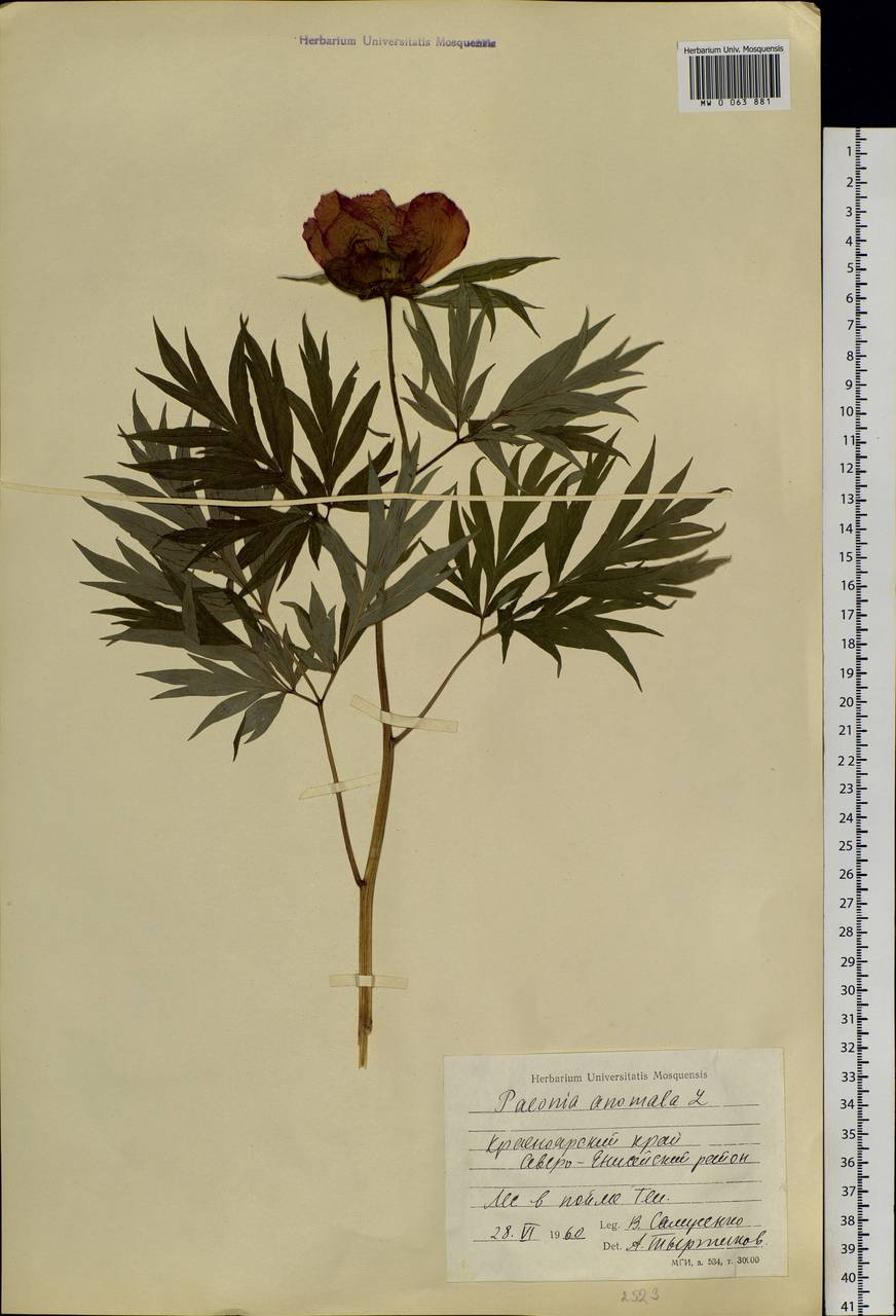 Paeonia anomala L., Siberia, Central Siberia (S3) (Russia)