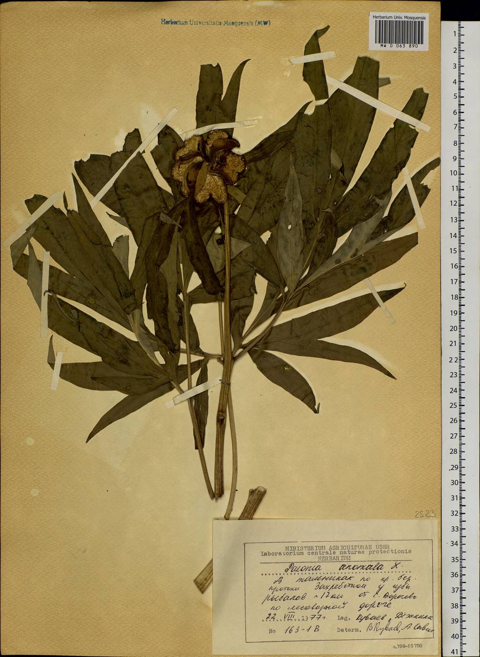 Paeonia anomala L., Siberia, Central Siberia (S3) (Russia)