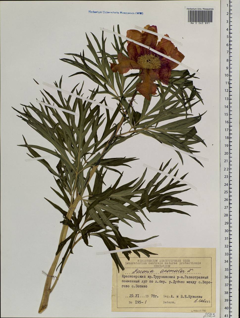 Paeonia anomala L., Siberia, Central Siberia (S3) (Russia)