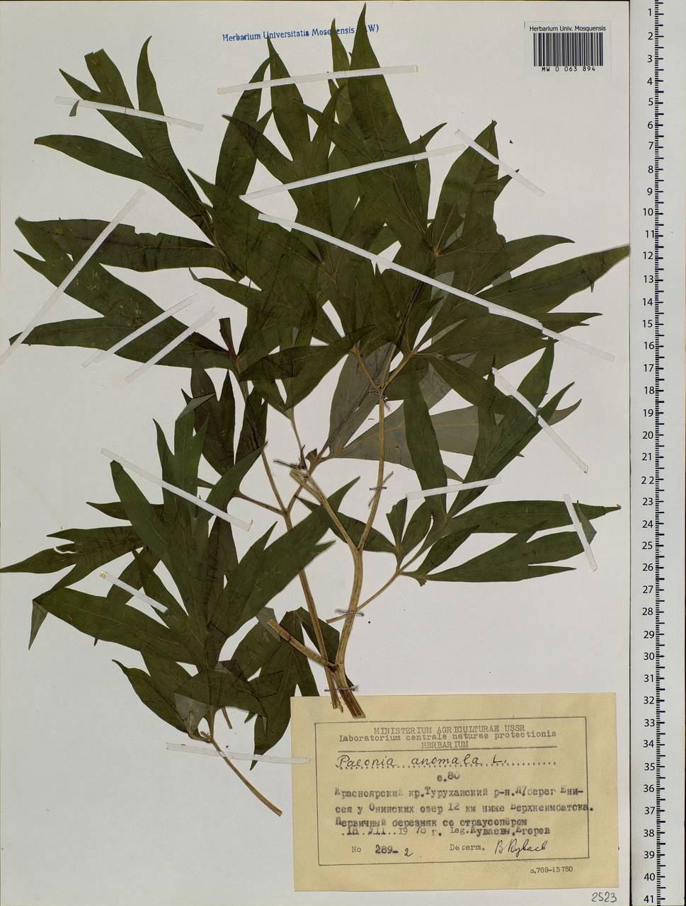 Paeonia anomala L., Siberia, Central Siberia (S3) (Russia)