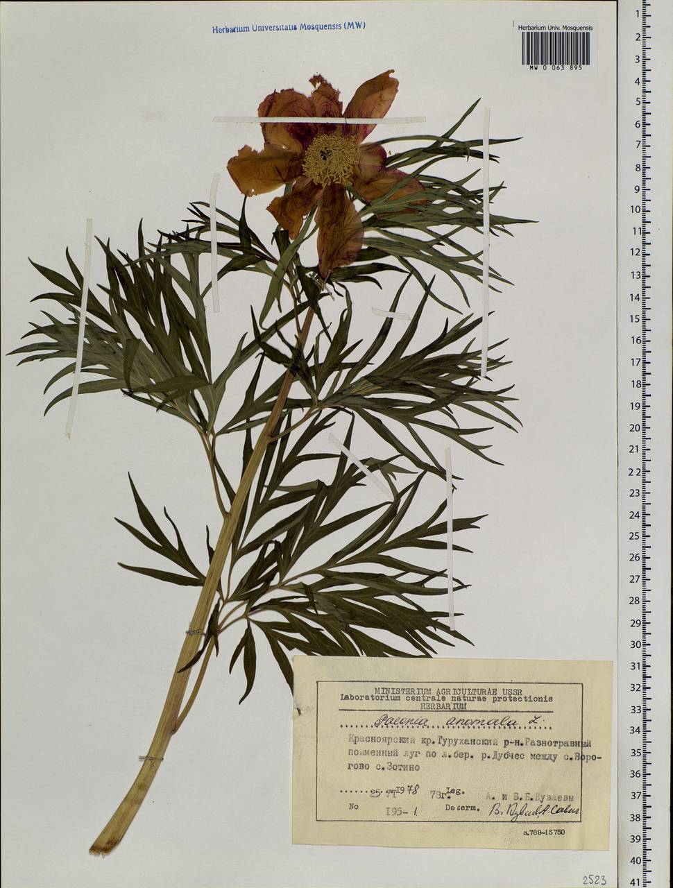 Paeonia anomala L., Siberia, Central Siberia (S3) (Russia)