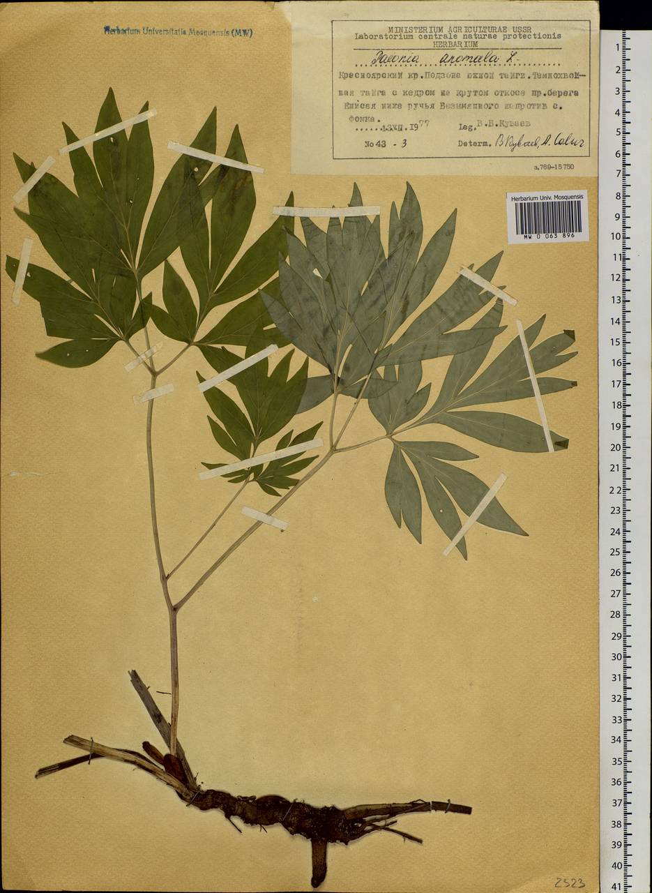 Paeonia anomala L., Siberia, Central Siberia (S3) (Russia)