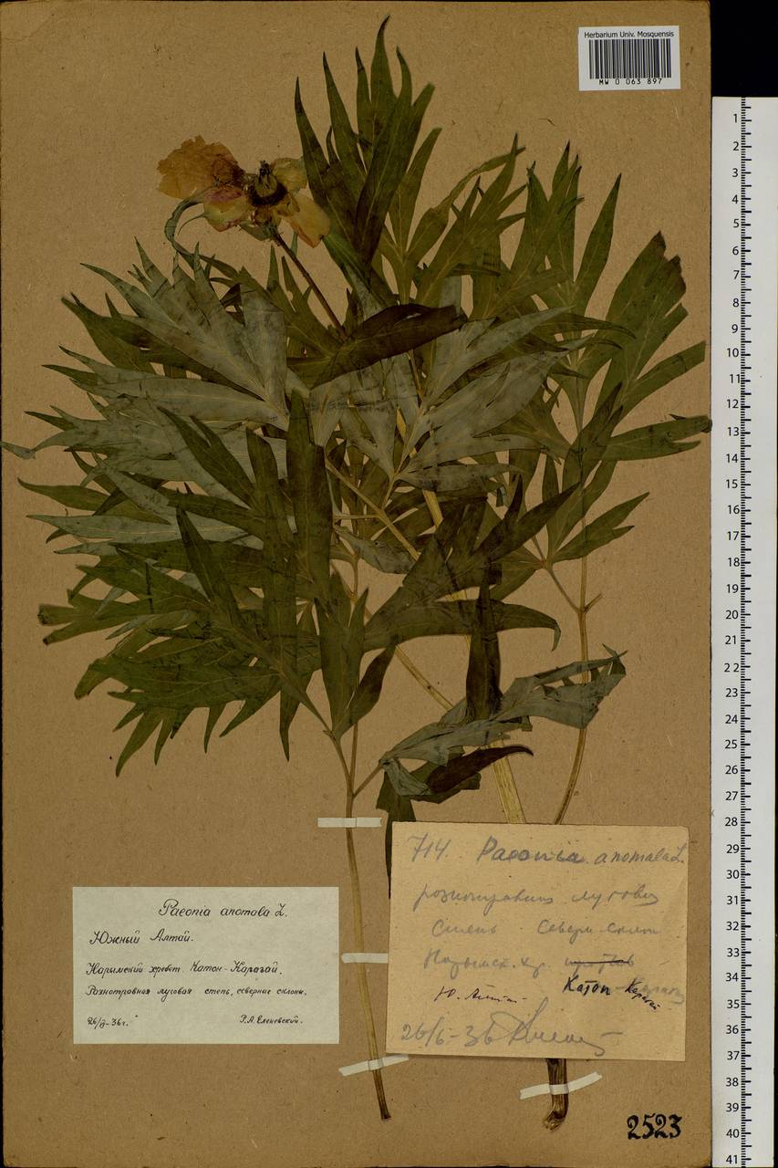 Paeonia anomala L., Siberia, Western (Kazakhstan) Altai Mountains (S2a) (Kazakhstan)