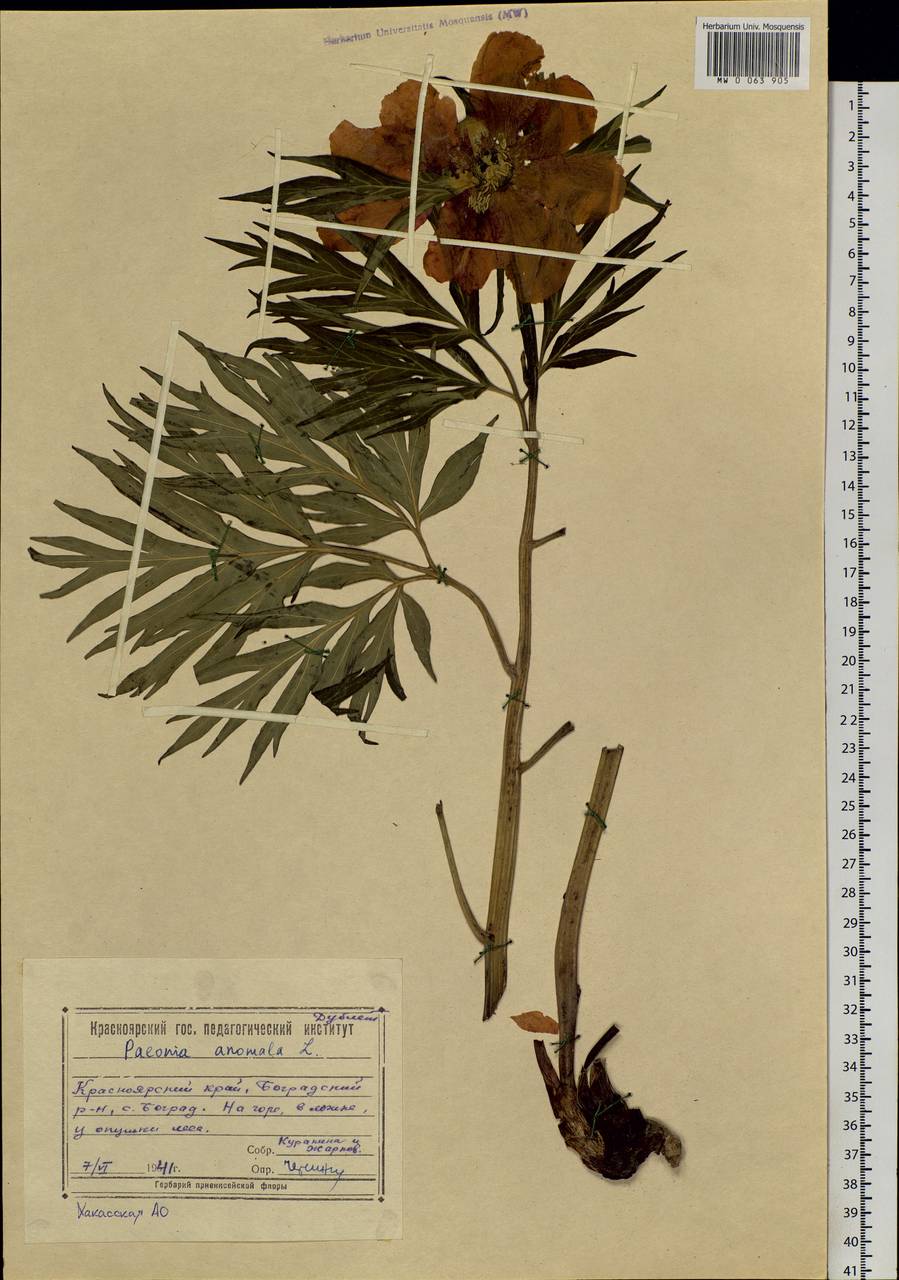 Paeonia anomala L., Siberia, Altai & Sayany Mountains (S2) (Russia)