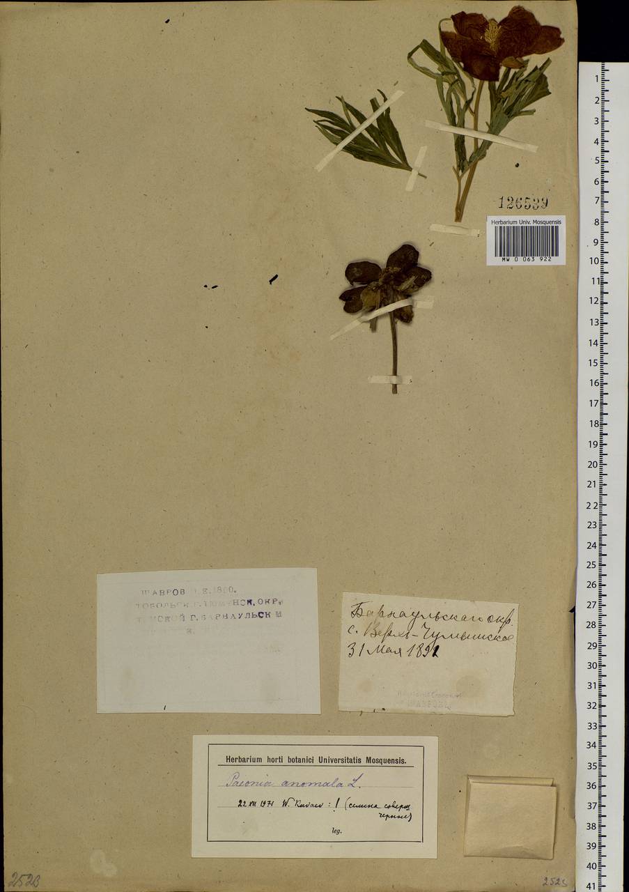 Paeonia anomala L., Siberia, Altai & Sayany Mountains (S2) (Russia)