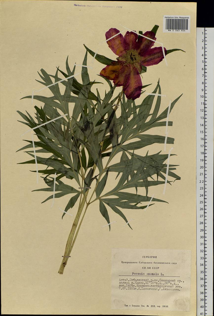 Paeonia anomala L., Siberia, Altai & Sayany Mountains (S2) (Russia)