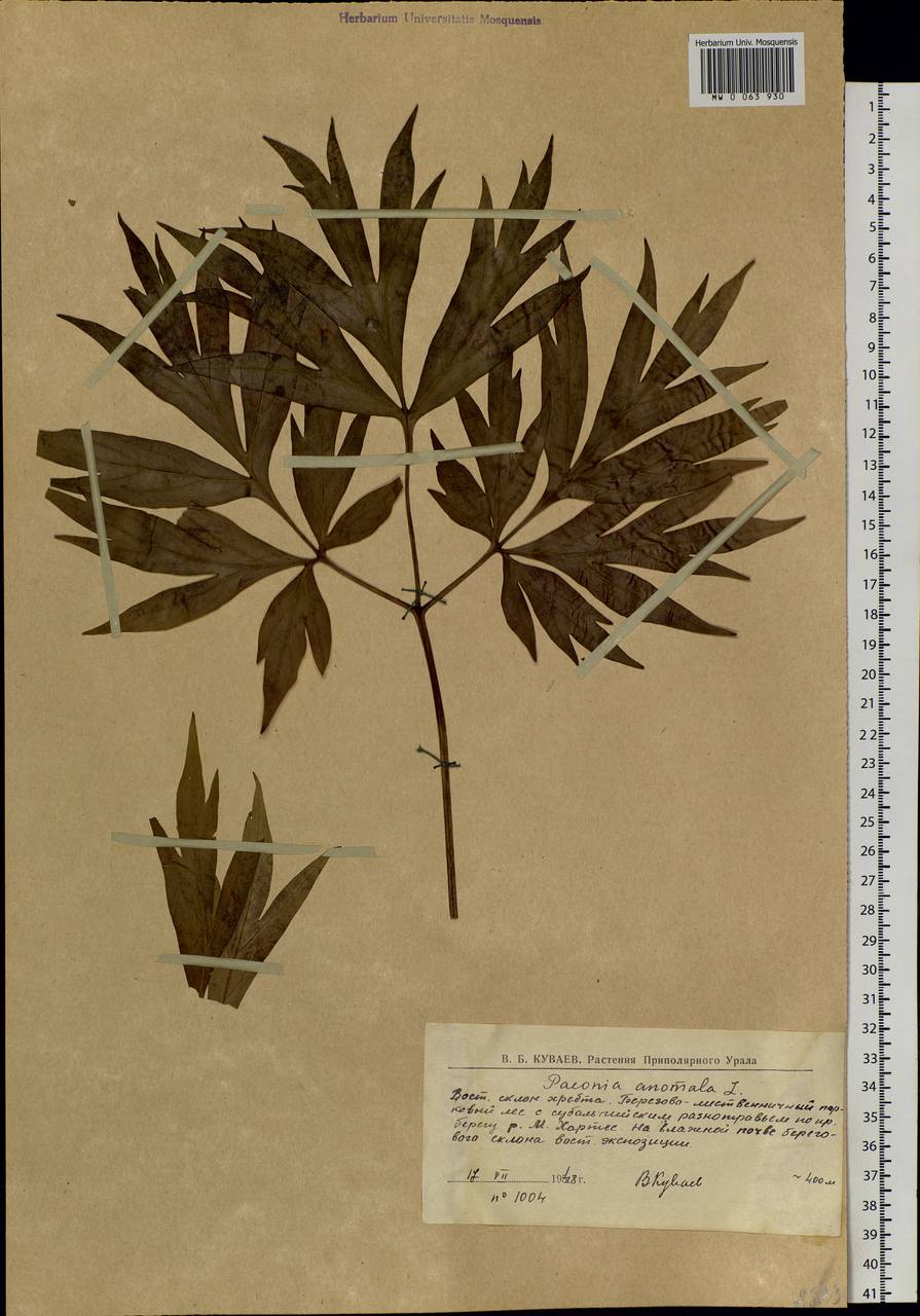 Paeonia anomala L., Siberia, Western Siberia (S1) (Russia)