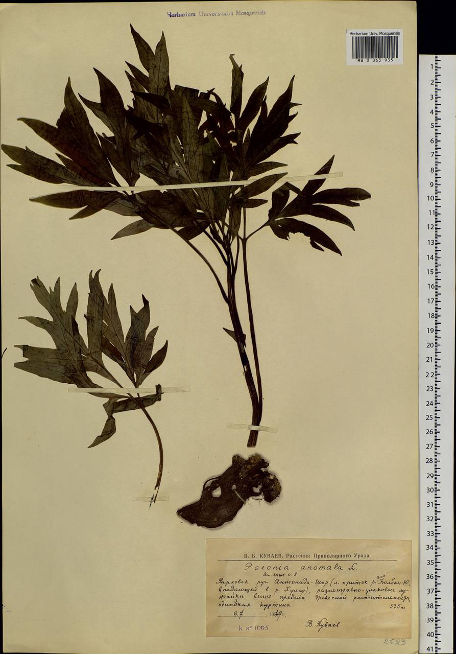 Paeonia anomala L., Siberia, Western Siberia (S1) (Russia)