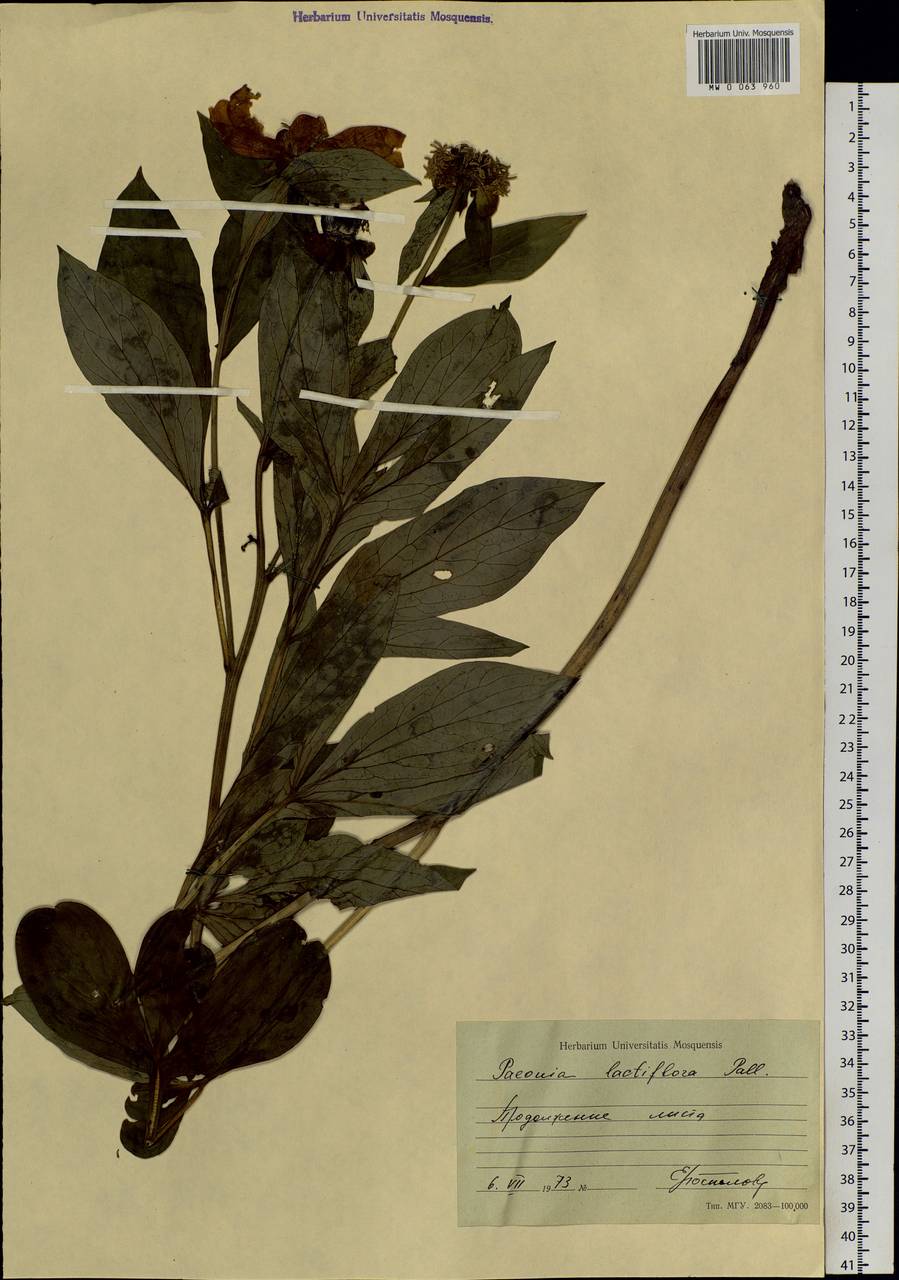 Paeonia lactiflora Pall., Siberia, Russian Far East (S6) (Russia)
