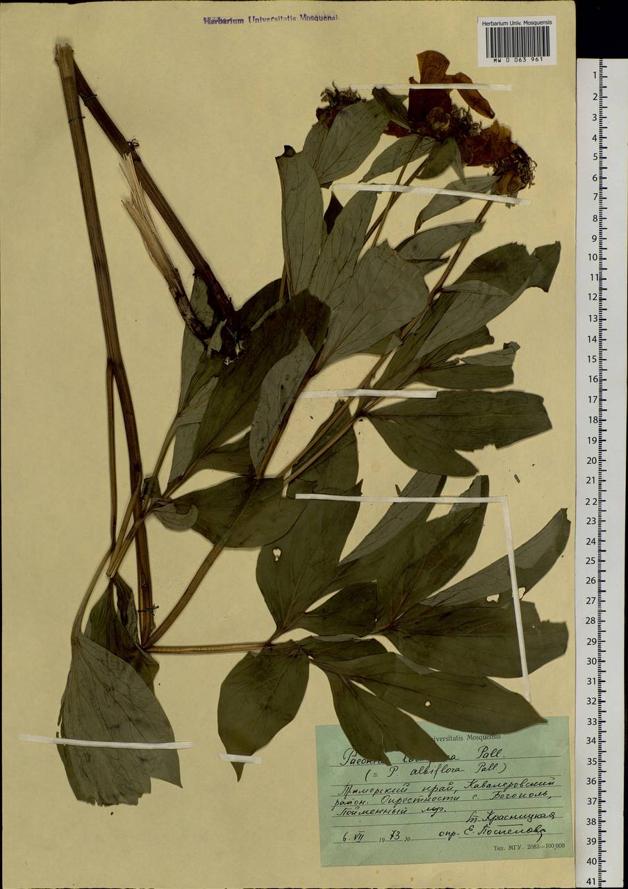Paeonia lactiflora Pall., Siberia, Russian Far East (S6) (Russia)