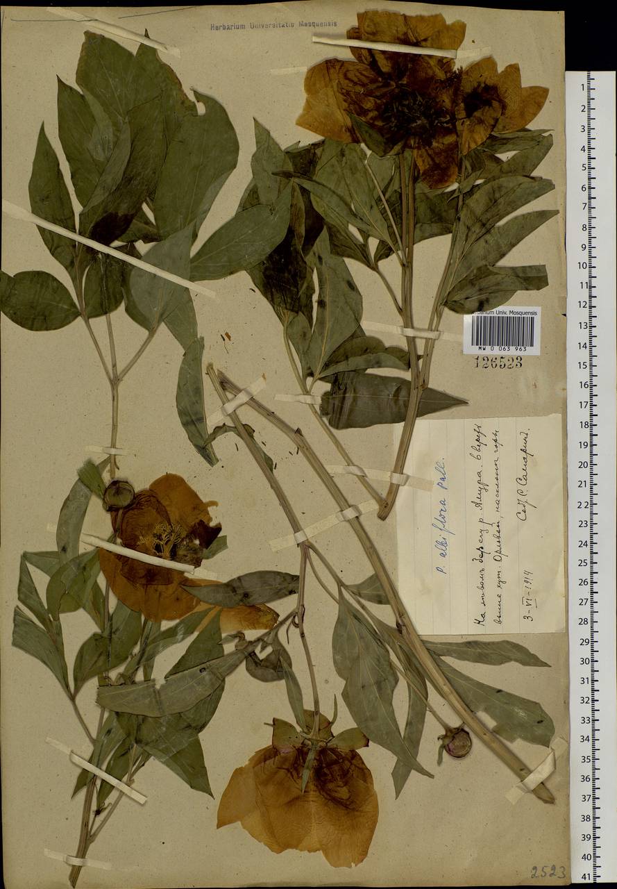 Paeonia lactiflora Pall., Siberia, Russian Far East (S6) (Russia)