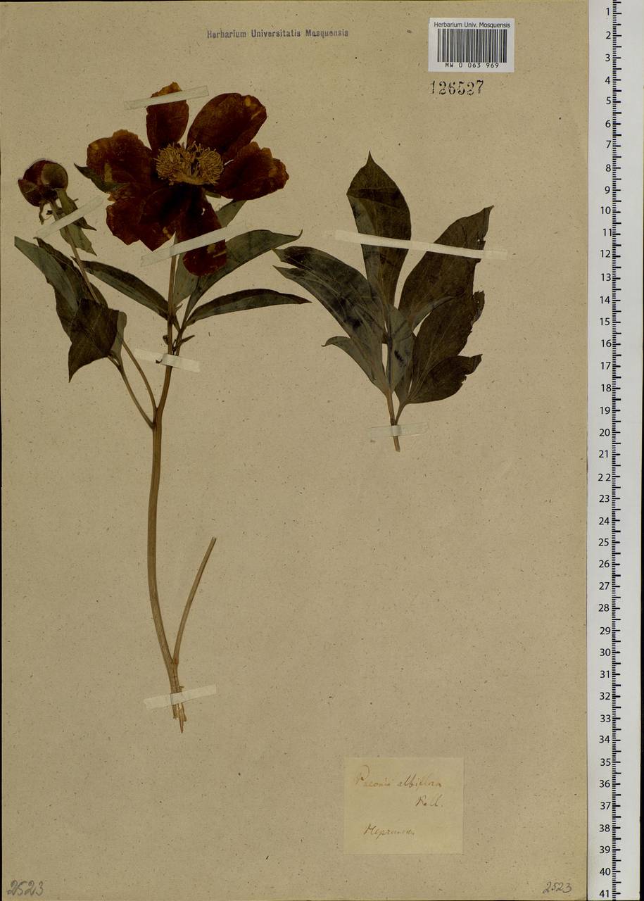 Paeonia lactiflora Pall., Siberia, Baikal & Transbaikal region (S4) (Russia)
