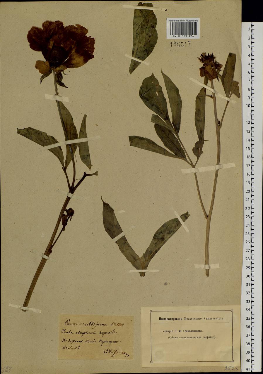 Paeonia lactiflora Pall., Siberia, Baikal & Transbaikal region (S4) (Russia)