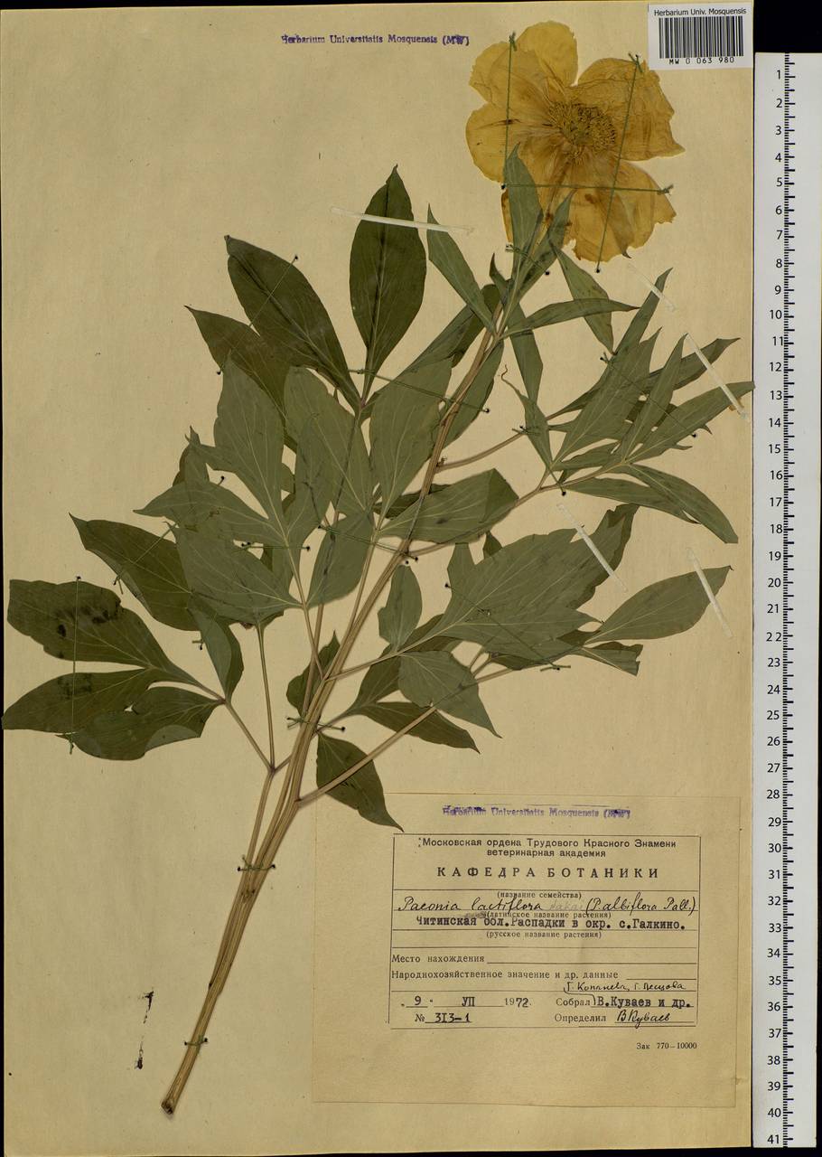 Paeonia lactiflora Pall., Siberia, Baikal & Transbaikal region (S4) (Russia)