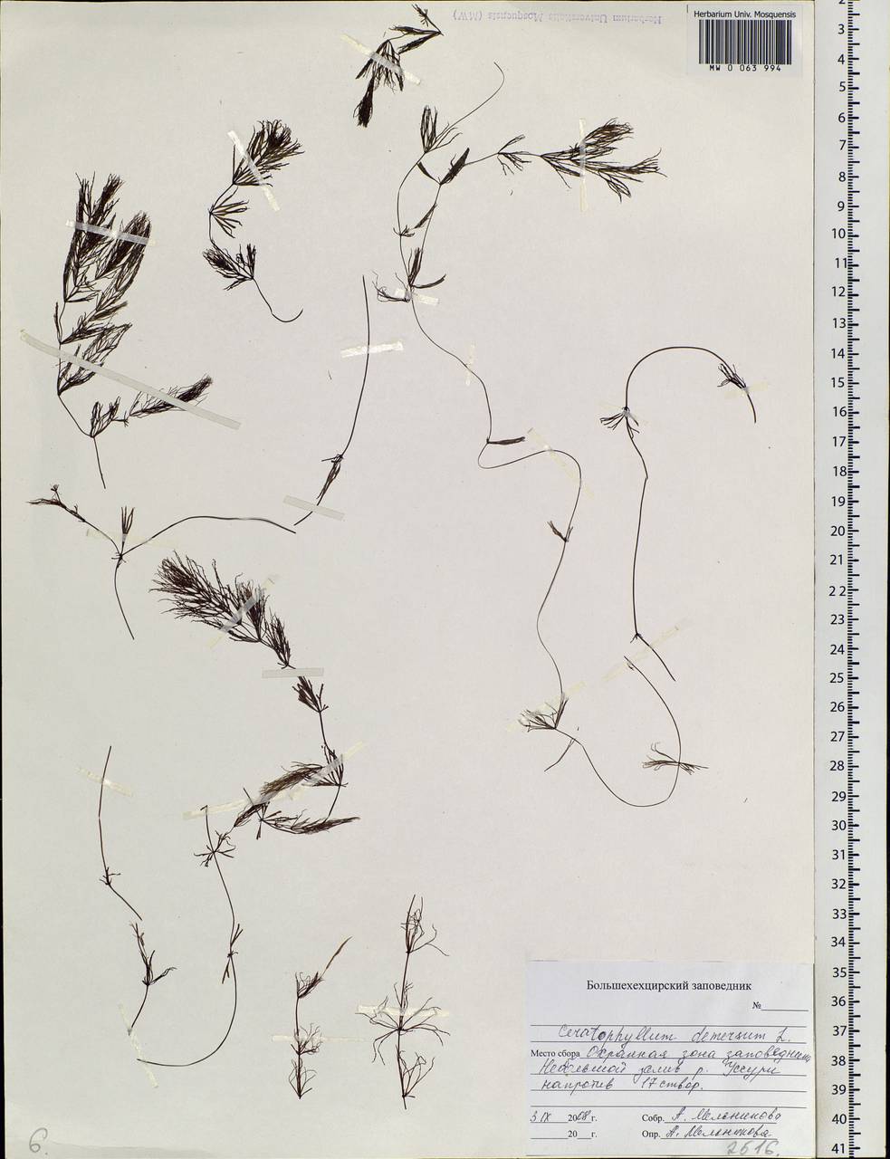 Ceratophyllum demersum L., Siberia, Russian Far East (S6) (Russia)