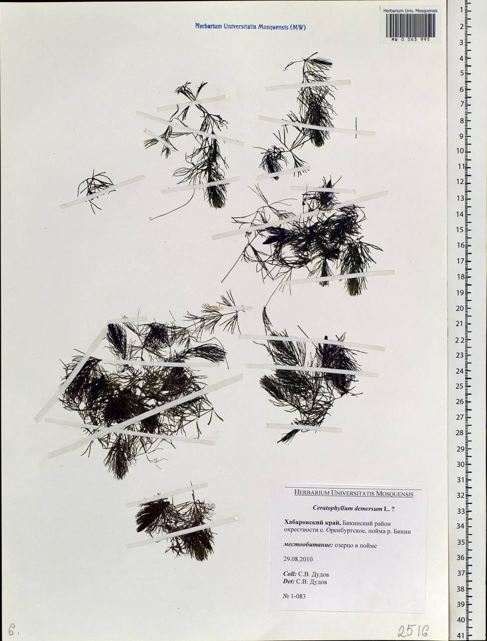 Ceratophyllum demersum L., Siberia, Russian Far East (S6) (Russia)